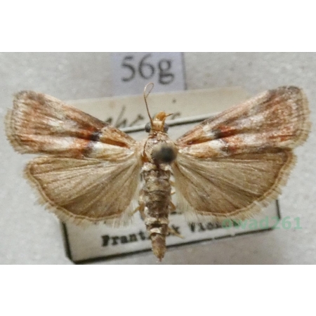 Acrobasis advenella (Zincken, 1818) Slovakia56g